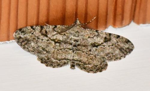 Peribatodes rhomboidaria